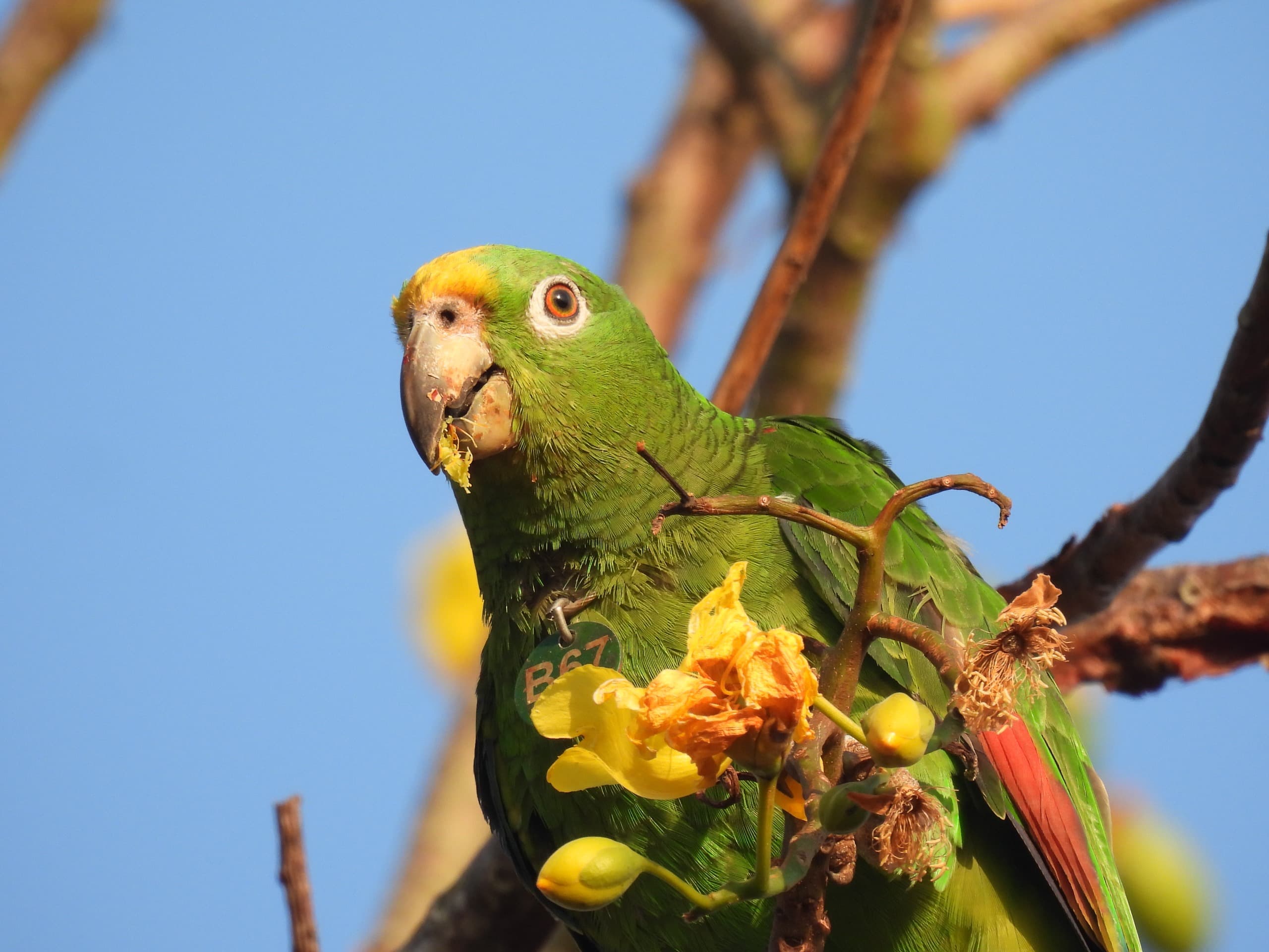 Los mejores árboles para loros y guacamayos en el Caribe colombiano (norte de Bolívar)