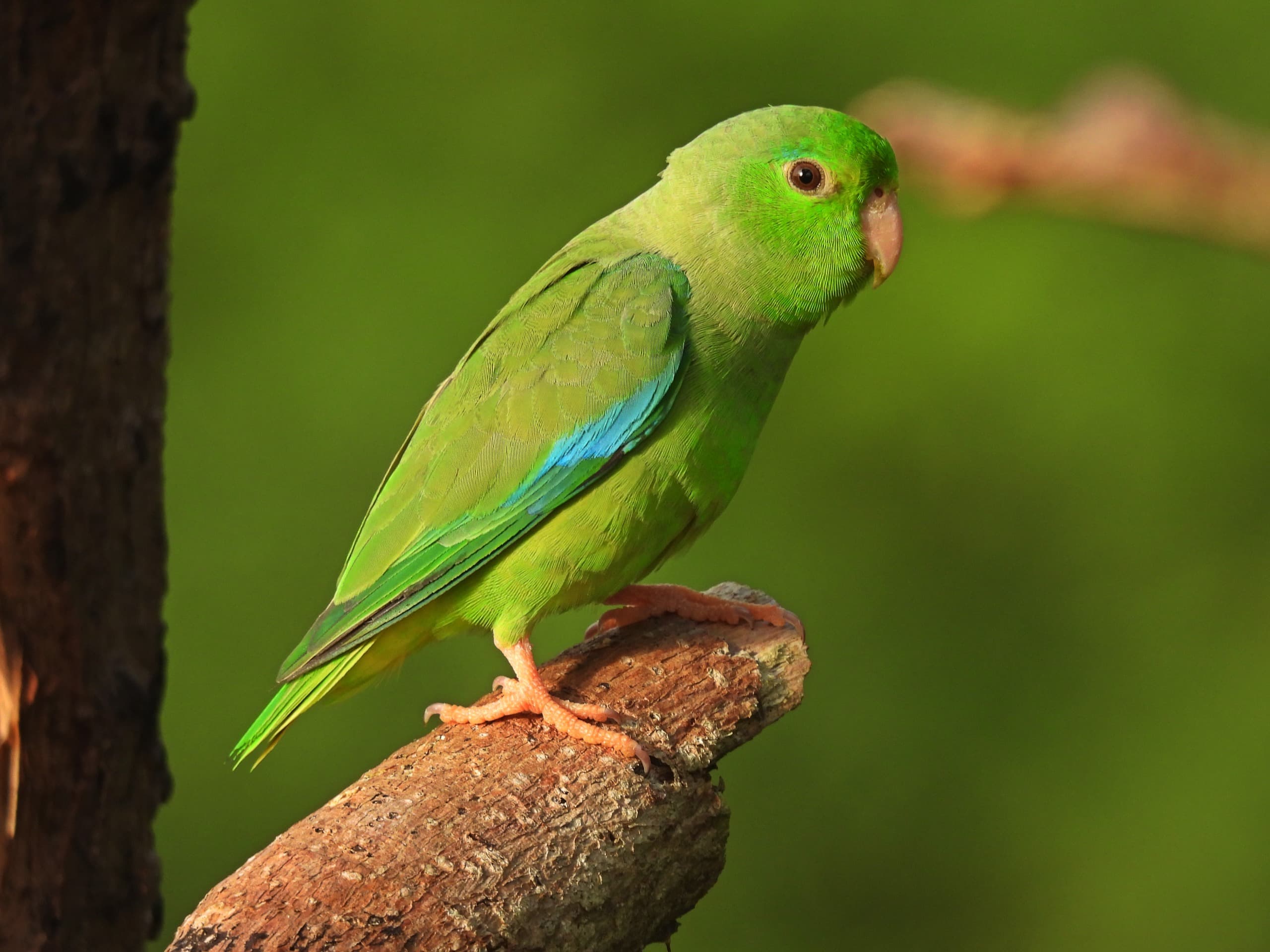 El mejor lugar para avistamiento de aves cerca de Cartagena de Indias: Loros Wildlife Sanctuary