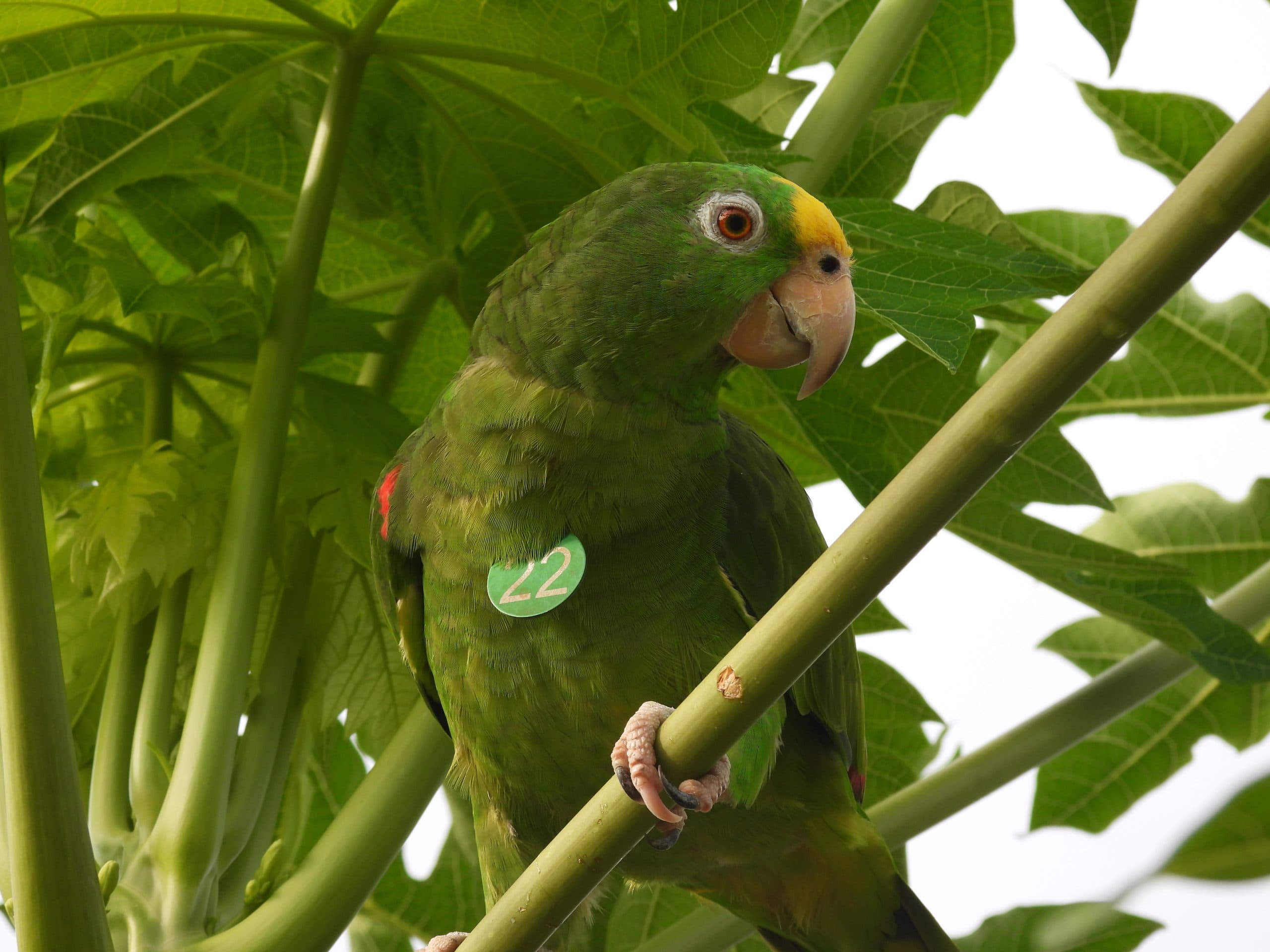¿Qué se necesita para liberar un loro?
