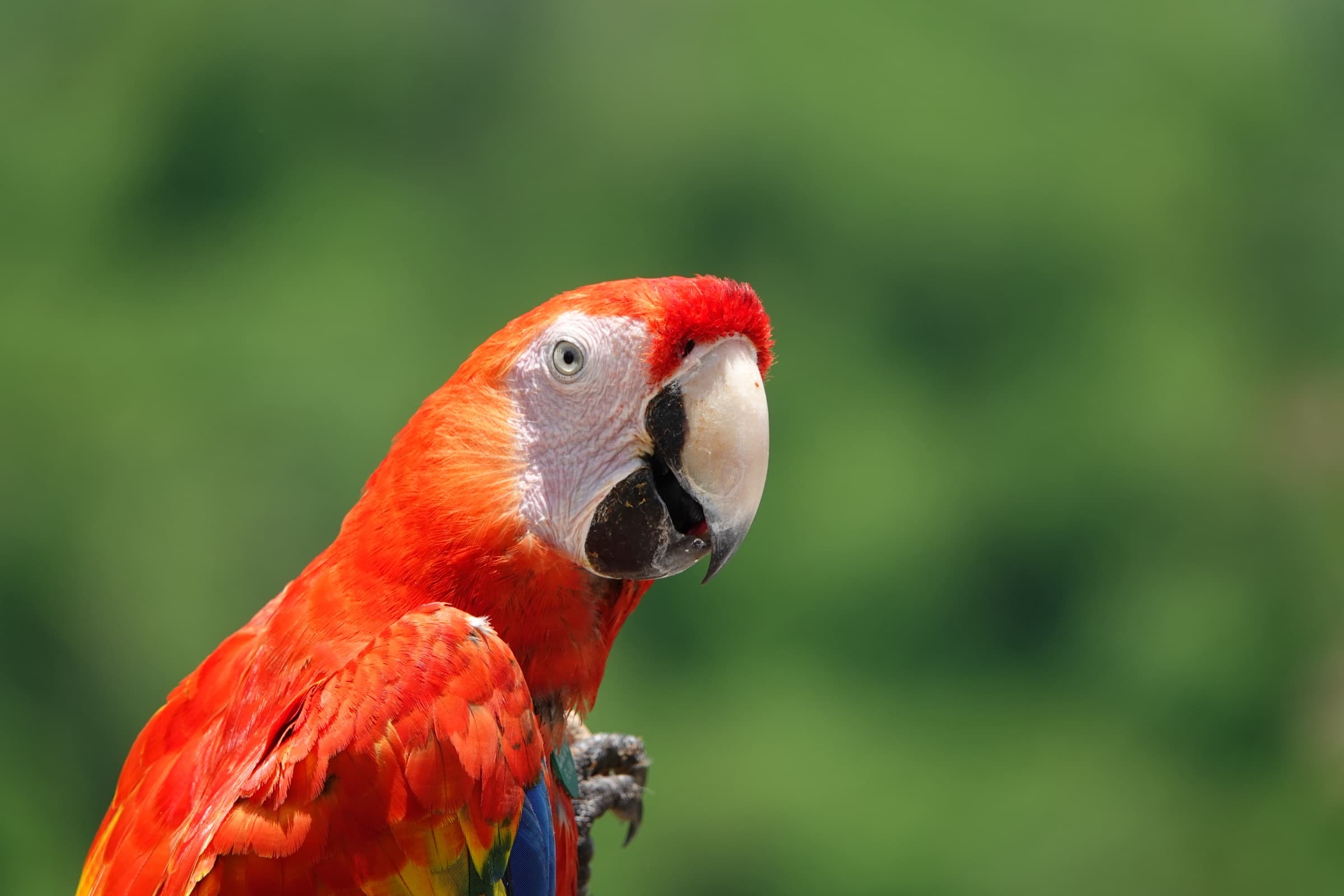 Retrato de guacamaya escarlata (Ara macao)