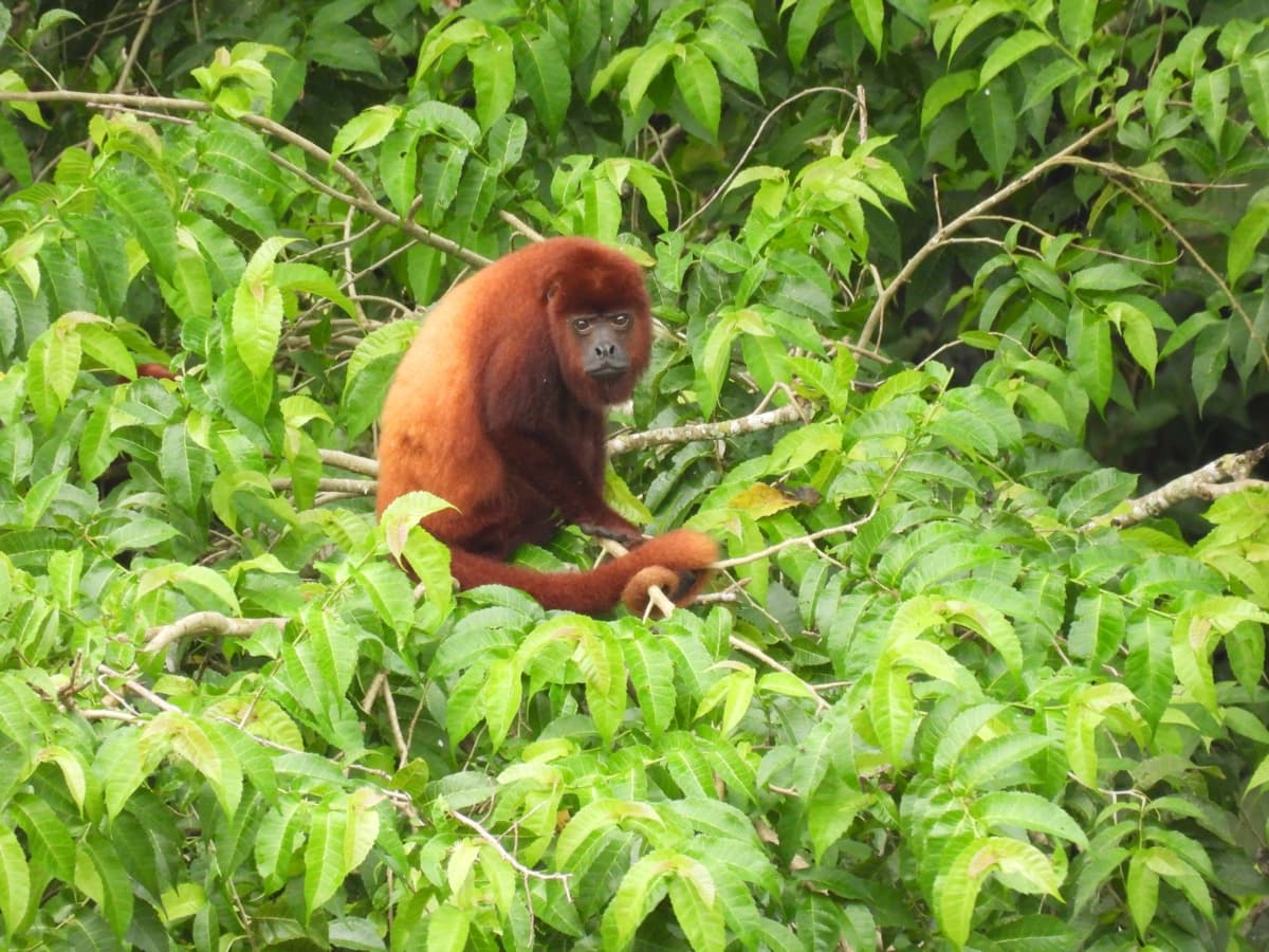 Red howler monkey