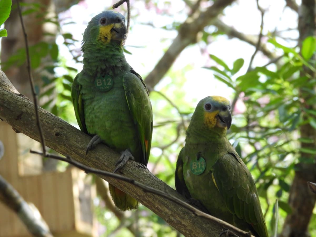 Orange-winged amazon (Amazona amazonica)