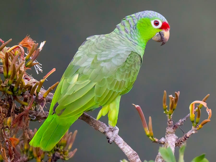 Red-lored amazon (Amazona autumnalis)