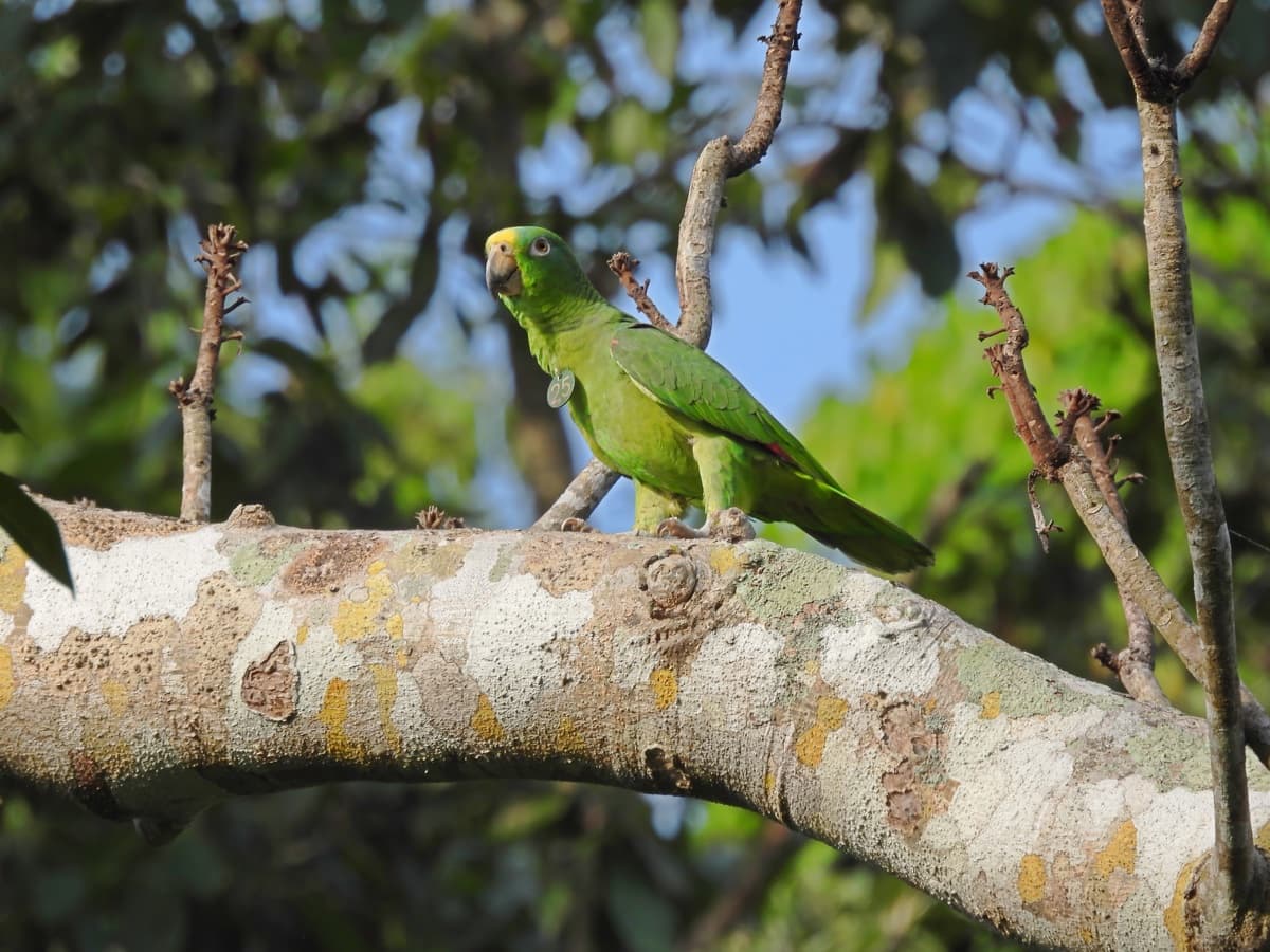 Yellow-crowned amazon (Amazona ochrocephala)