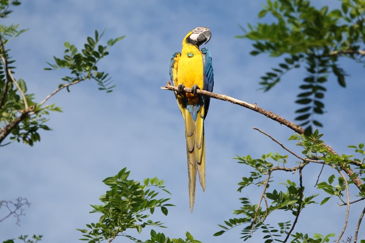 Blue-and-yellow macaw perched