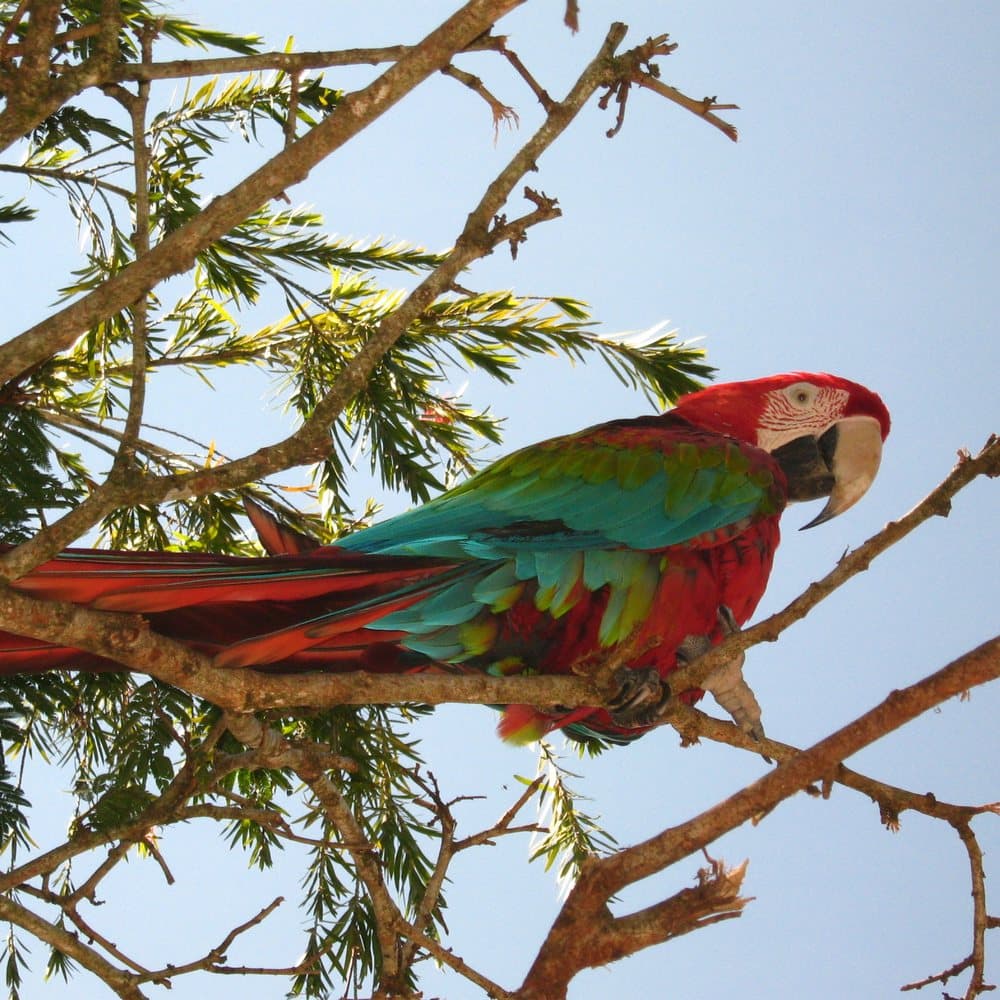 Red-and-green macaw (Ara chloropterus) perched in a tree in Santander, Colombia