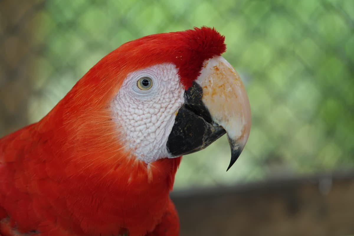 Scarlet macaw (Ara macao)