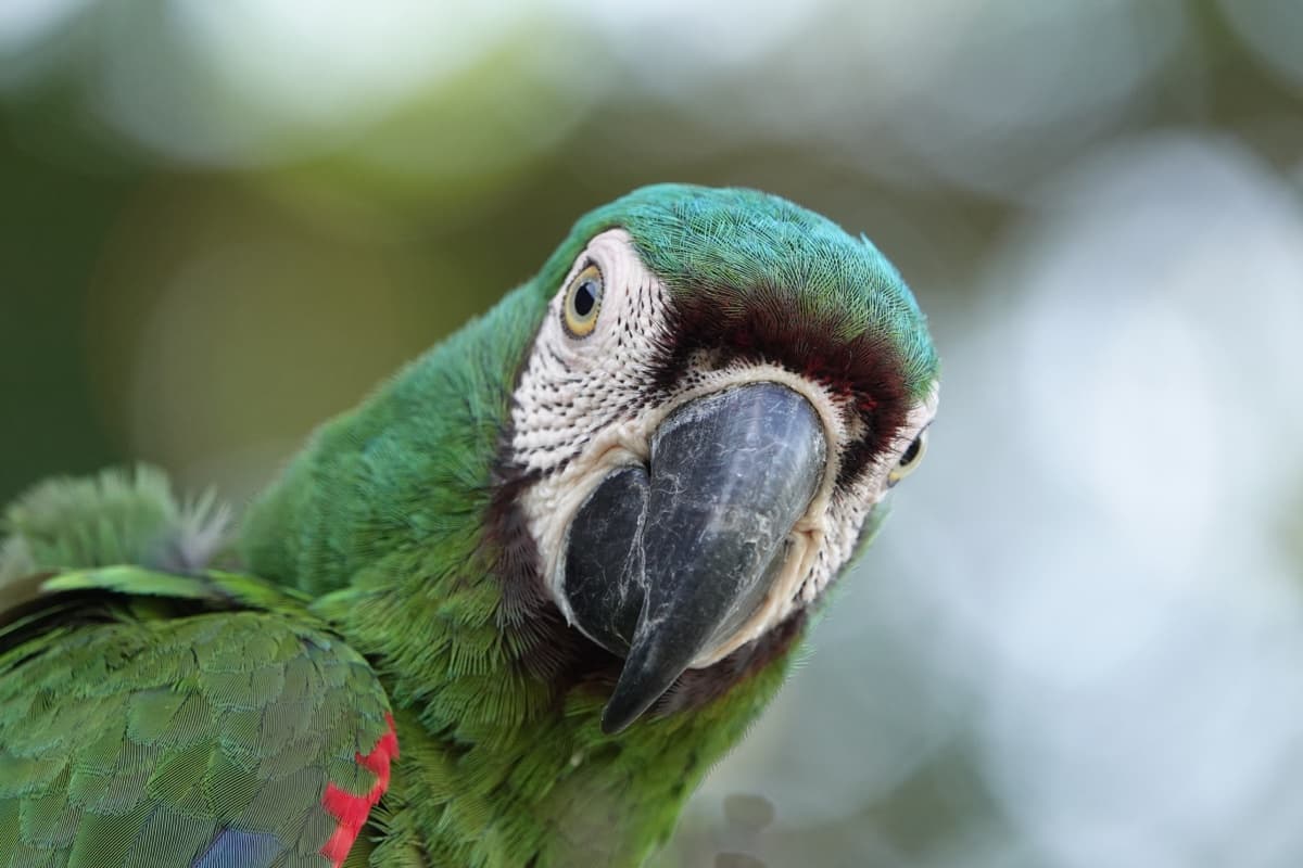 Chestnut-fronted macaw (Ara severa)