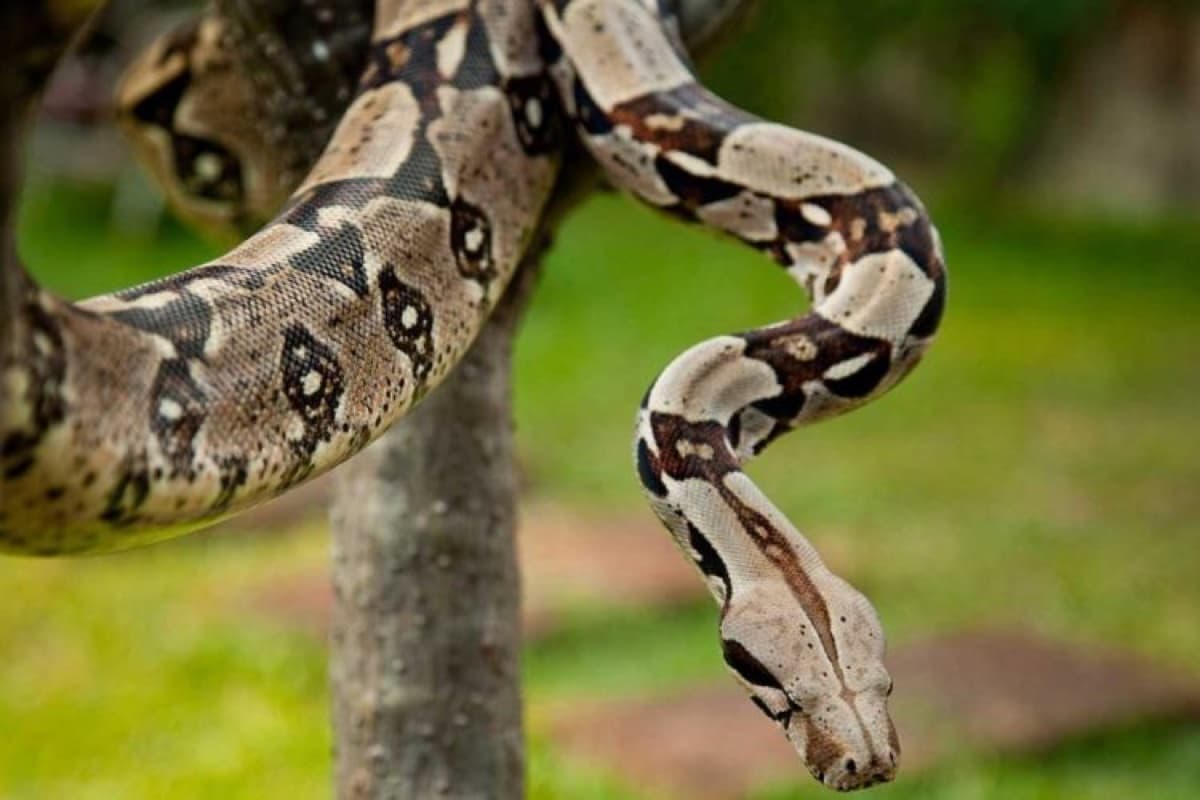 Boa (Boa constrictor)