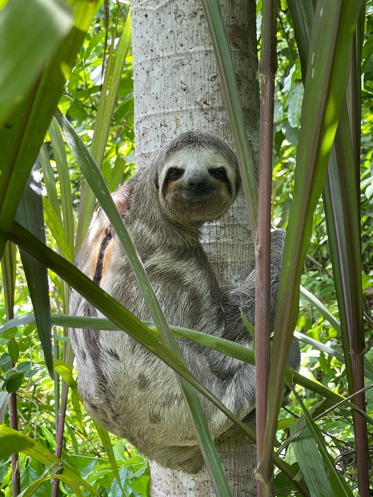 Brown-throated three-toed sloth (Bradypus variegatus)