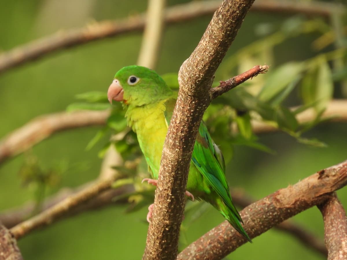 Orange-chinned parakeet (Brotogeris jugularis)