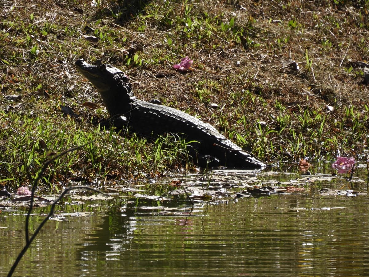 Spectacled caiman (Caiman crocodilus) basking on the bank