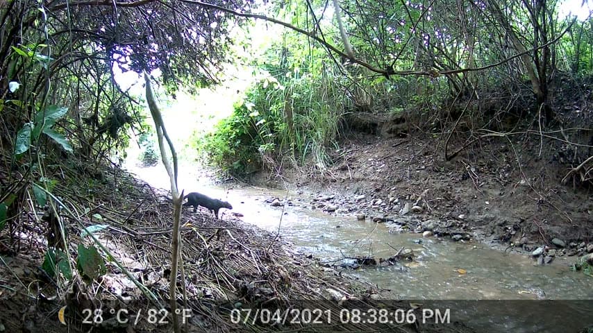 Jaguarundi captado por una cámara trampa