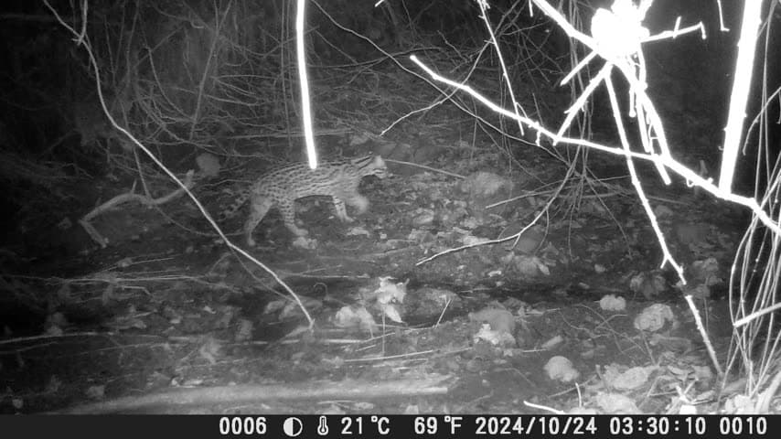 Ocelote (Leopardus pardalis) captado por una cámara trampa en el bosque seco tropical de Villanueva, Bolívar