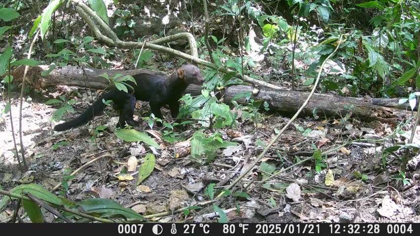Tayra captada por una cámara trampa