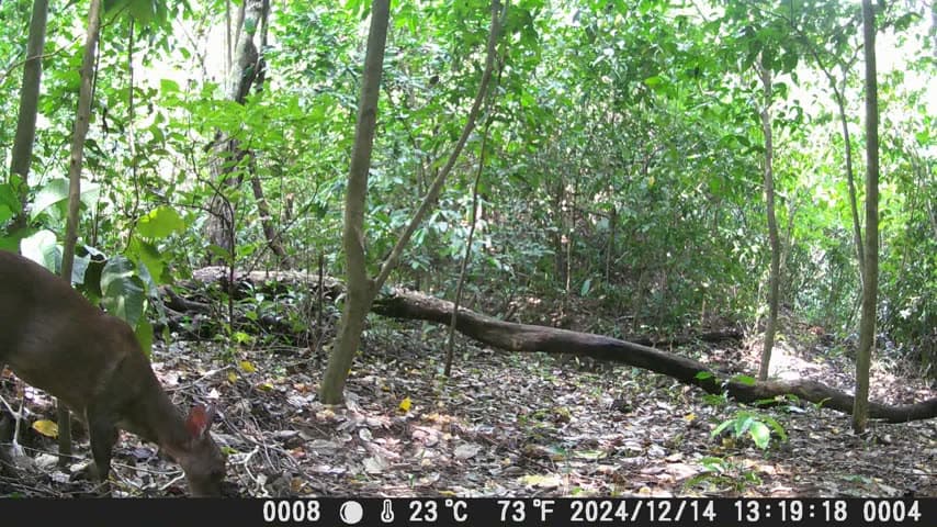 Venado captado por una cámara trampa