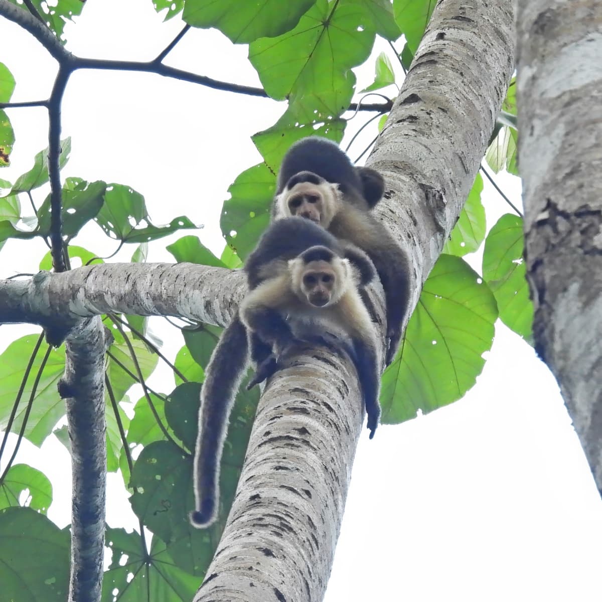 White-faced capuchin monkey