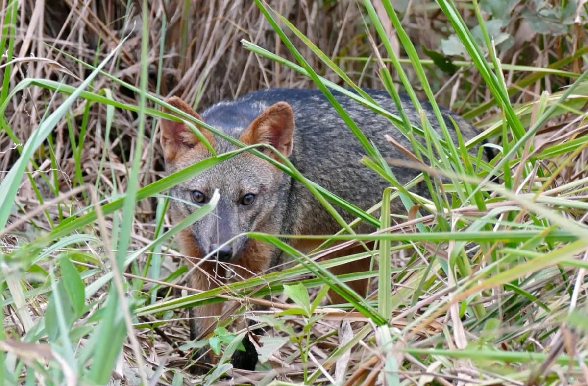 Crab-eating fox (Cerdocyon thous)