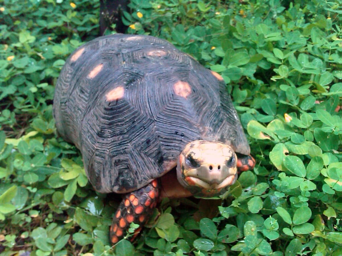 Red-footed tortoise (Chelonoidis carbonaria)