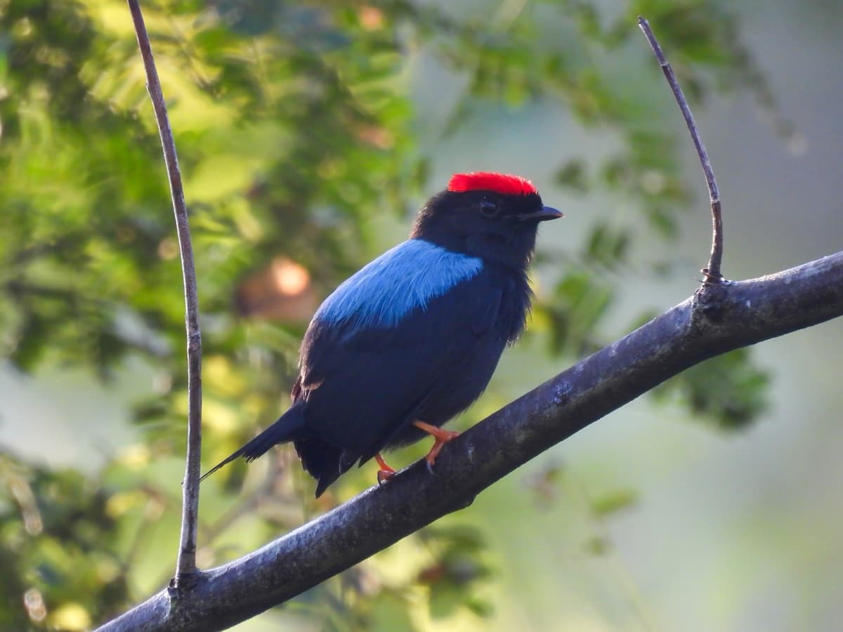 Male lance-tailed manakin
