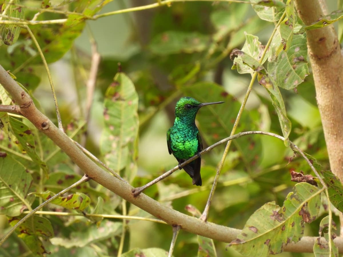 Red-billed emerald (Chlorostilbon gibsoni)