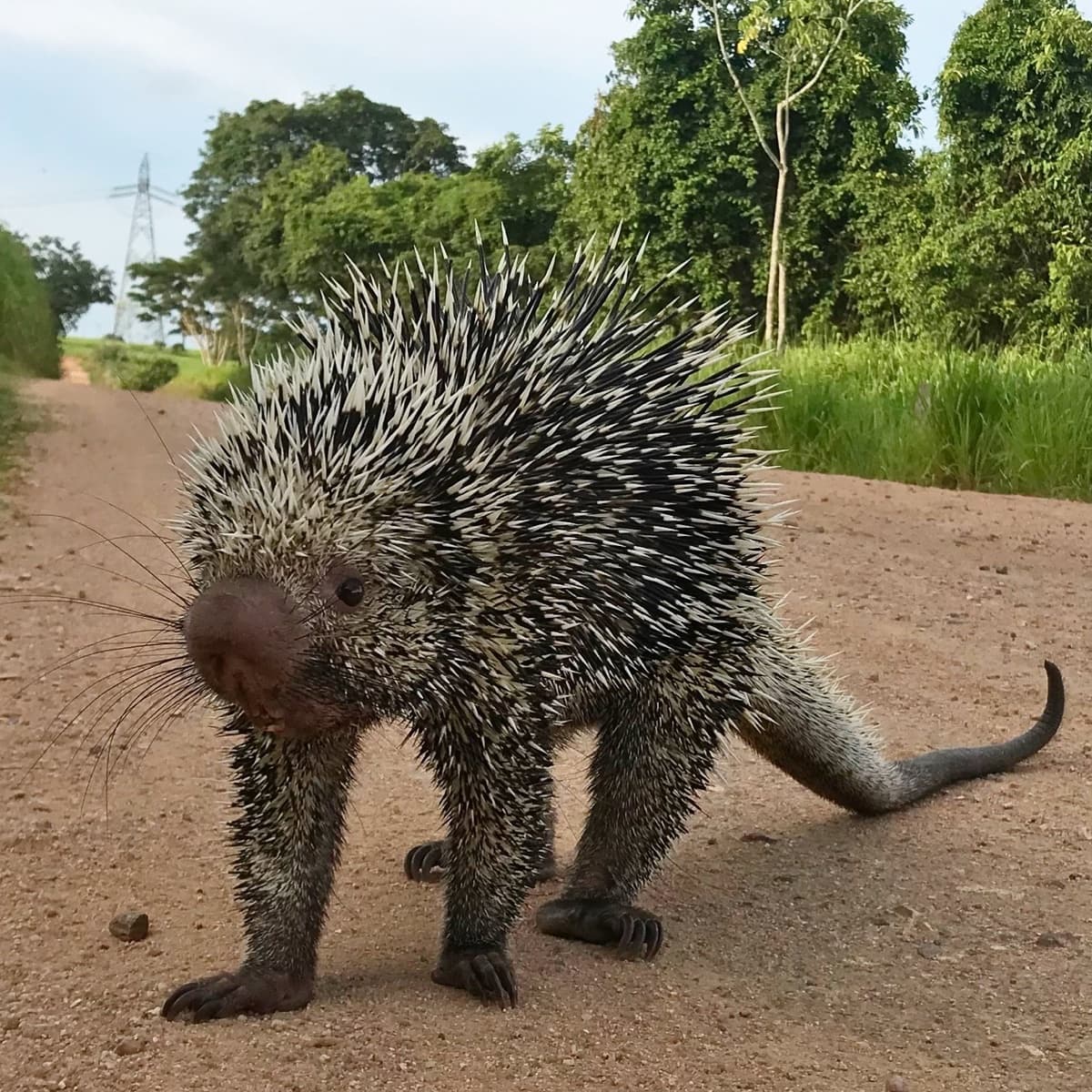 Tree porcupine (Coendou longicaudatus)