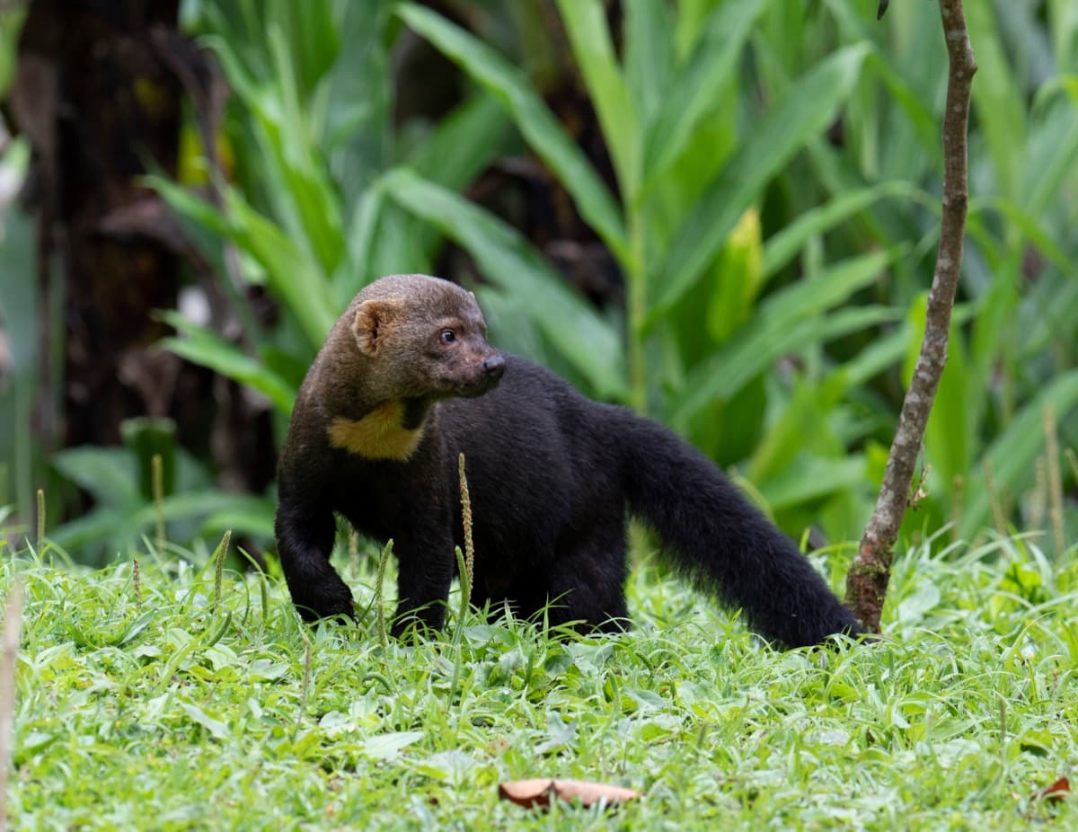 Tayra (Eira barbara)