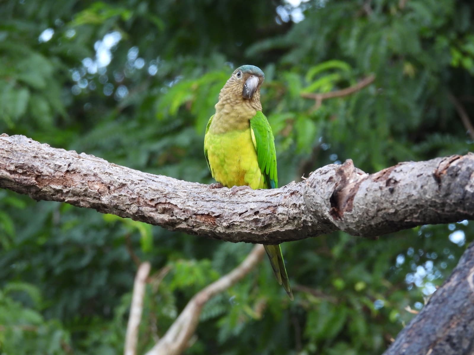 Cotorra carasucia (Eupsittula pertinax)