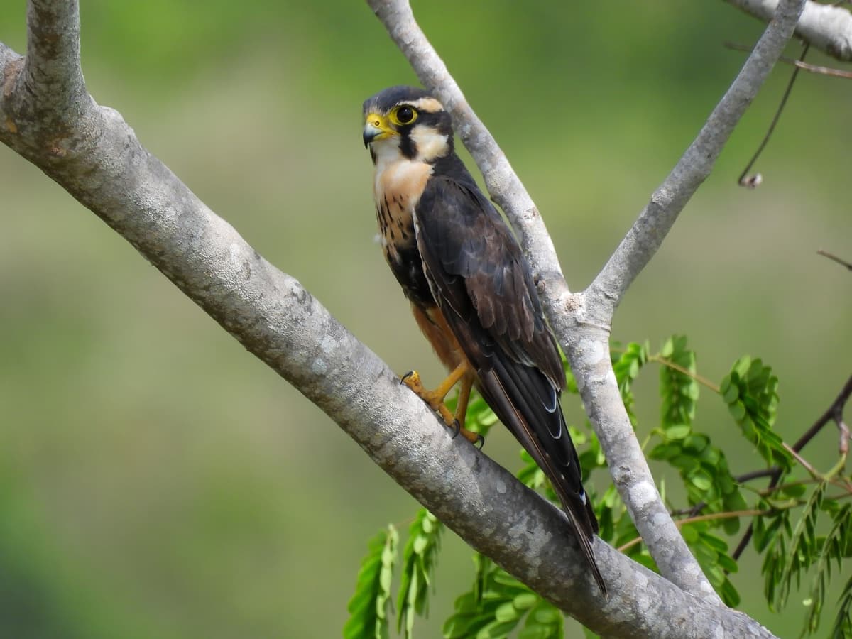 Aplomado falcon