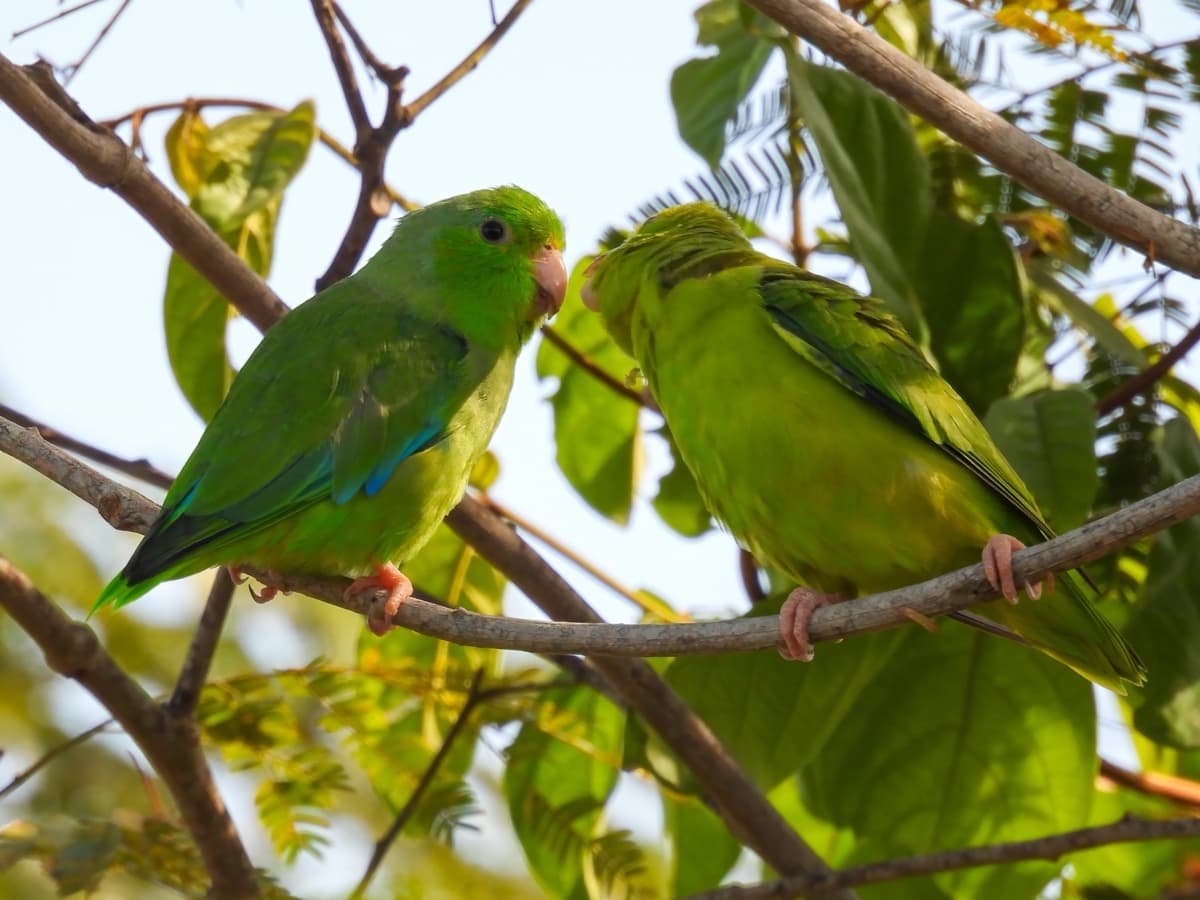 Turquoise-winged parrotlet