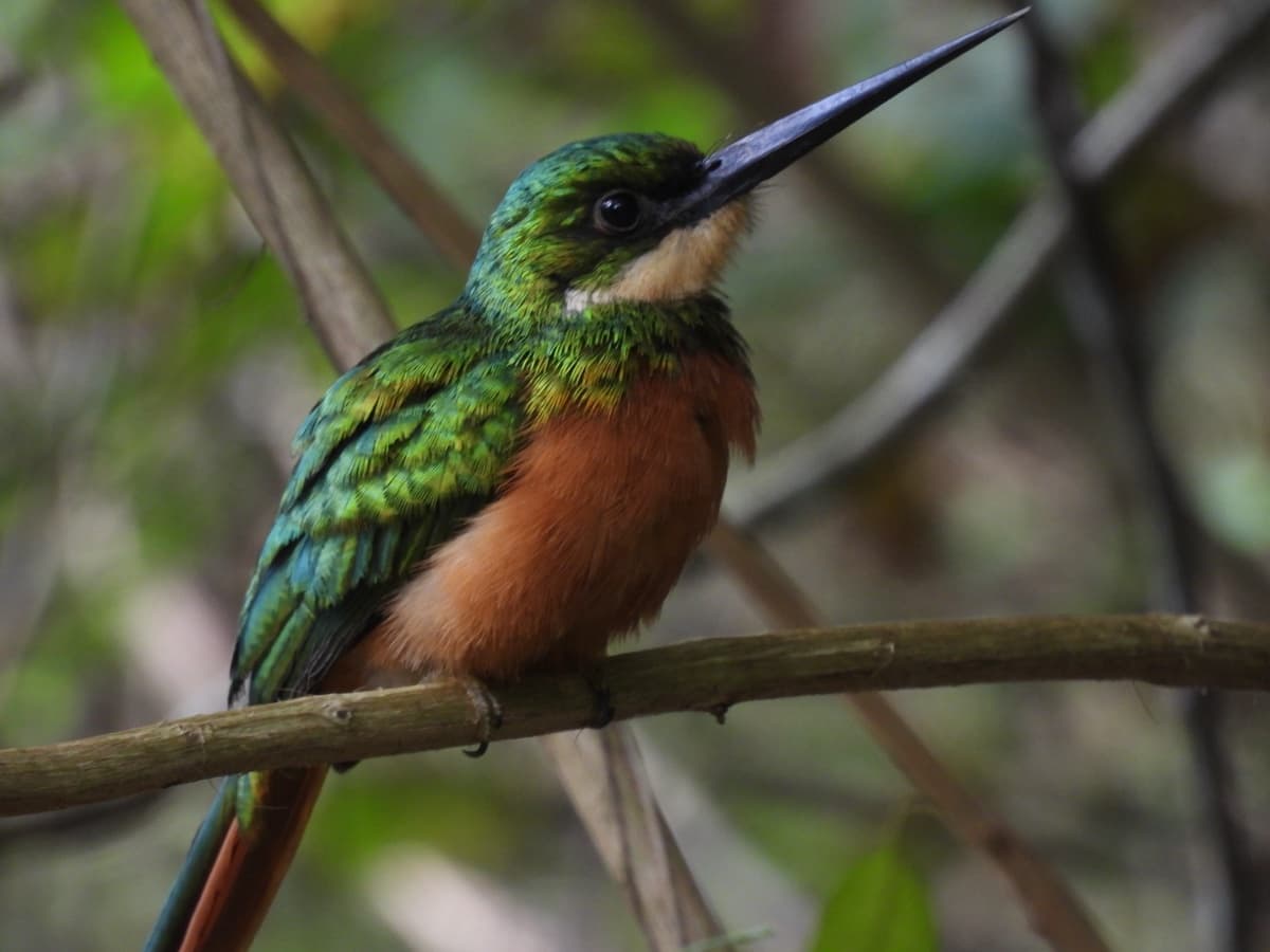 Rufous-tailed jacamar (Galbula ruficauda)