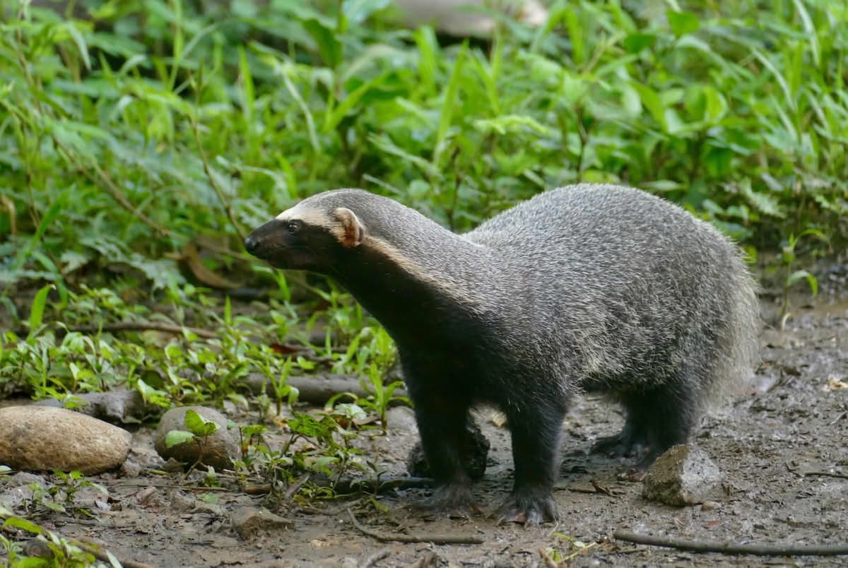 Greater grison (Galictis vittata)