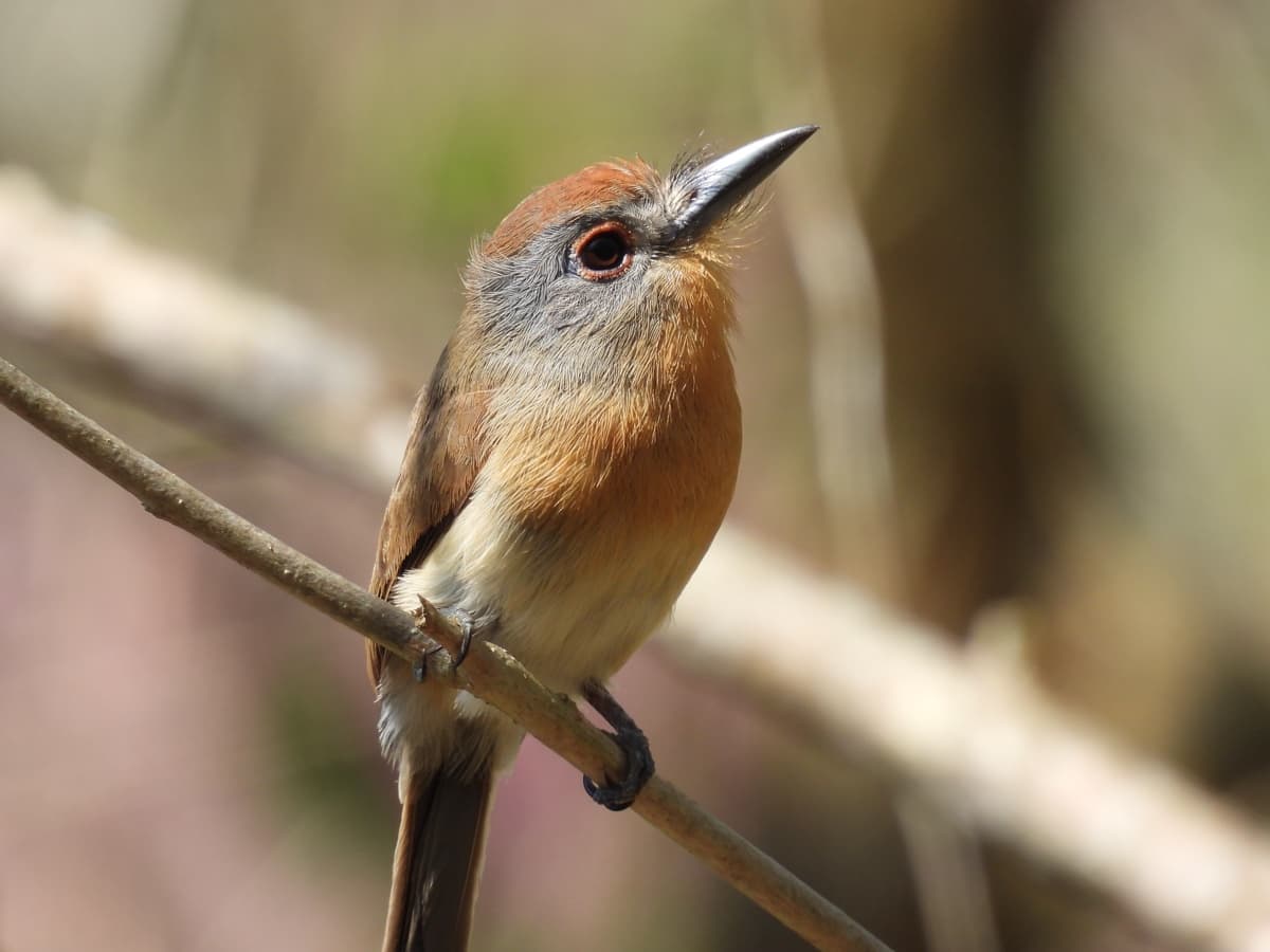 Gray-cheeked nunlet (Nonnula frontalis)