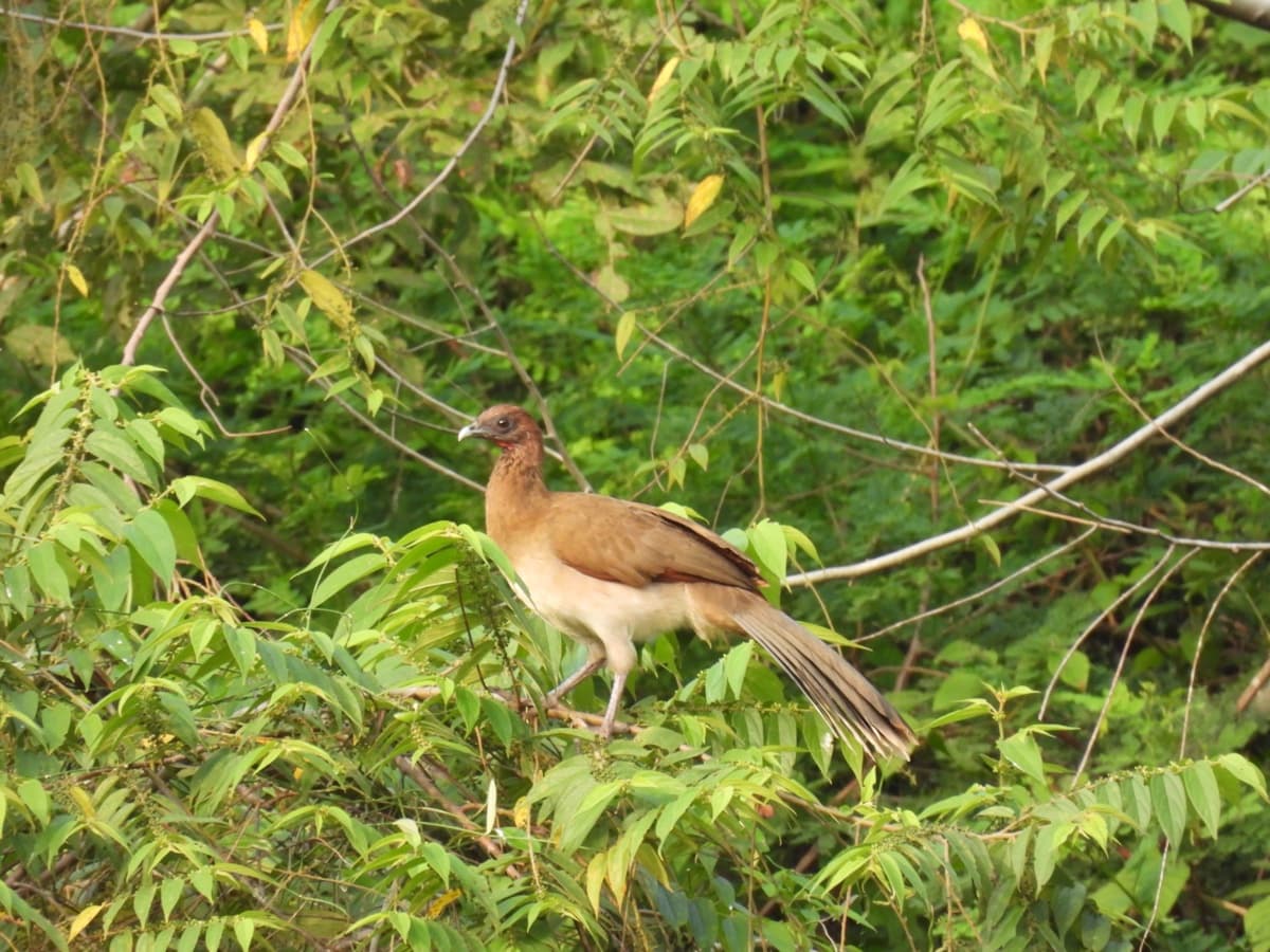 Chestnut-winged chachalaca (Ortalis garrula)