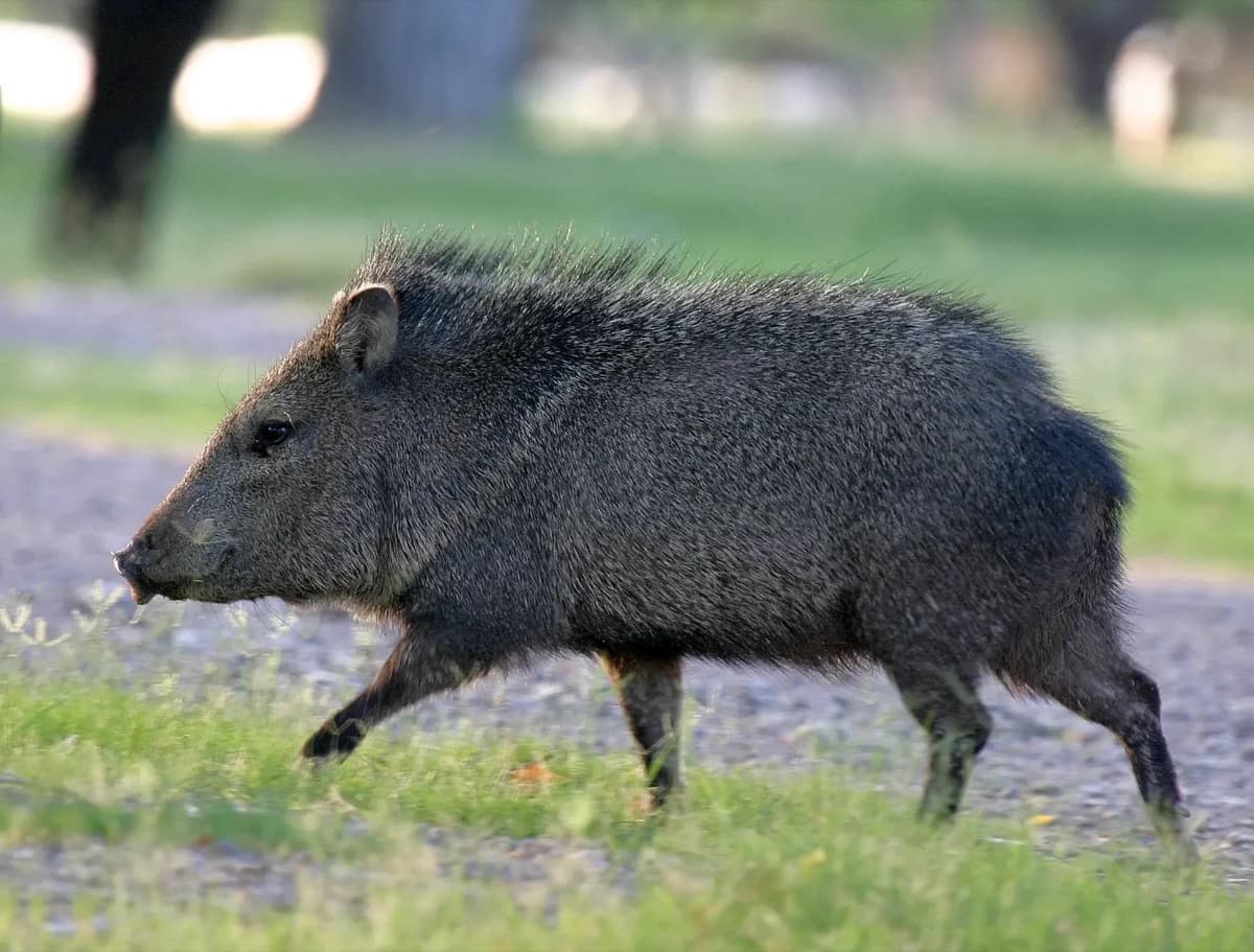 Collared peccary (Pecari tajacu)