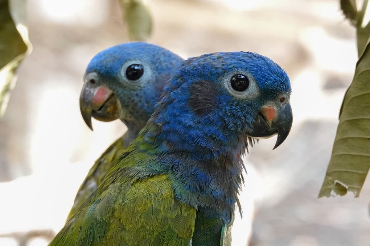 Blue-headed parrot (Pionus menstruus)