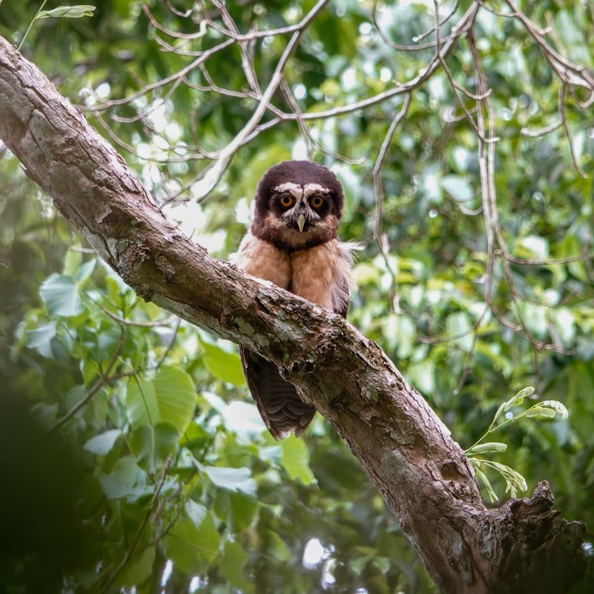 Spectacled owl