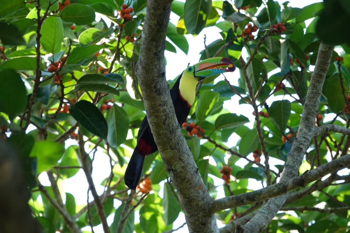 Keel-billed toucan