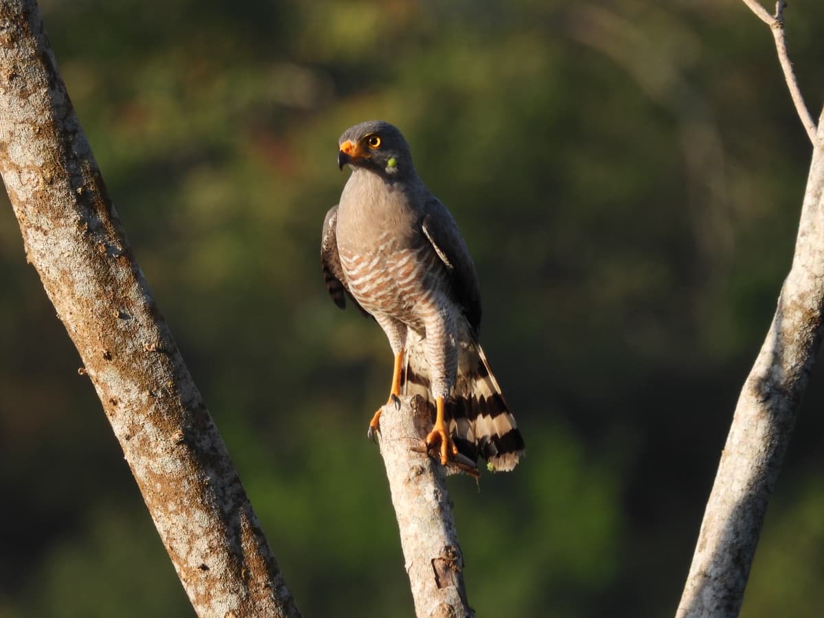 Roadside hawk (Rupornis magnirostris)