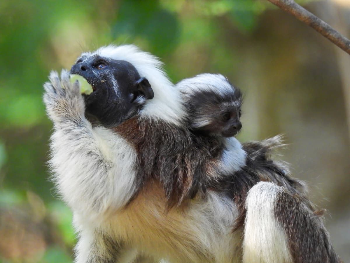 Cotton-top tamarin with infant on its back