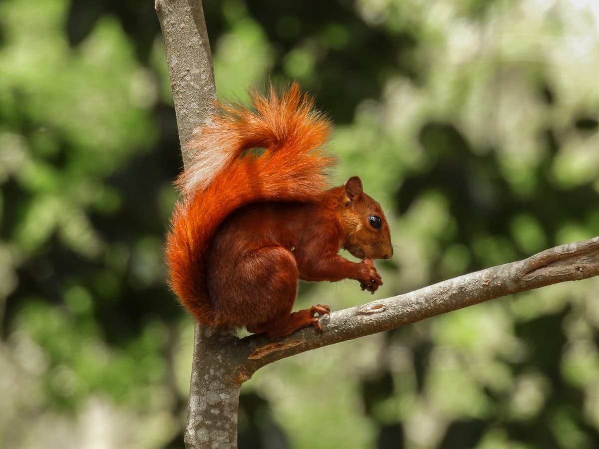 Red-tailed squirrel