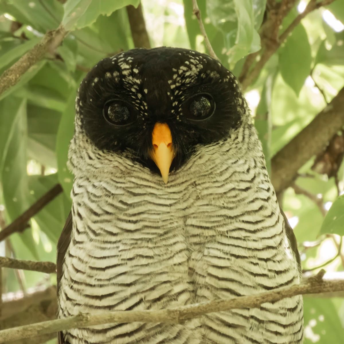 Black-and-white owl