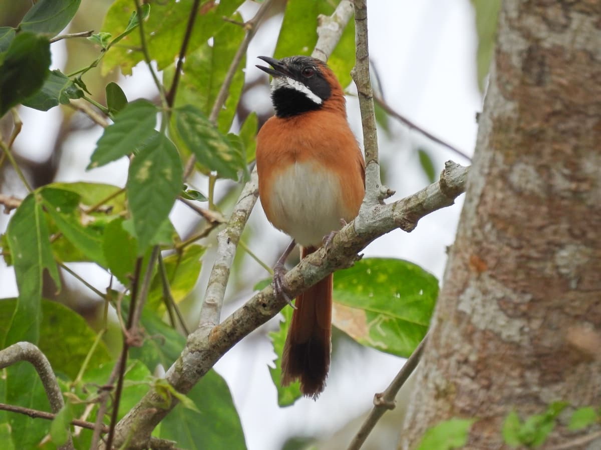 White-whiskered spinetail (Synallaxis candei)