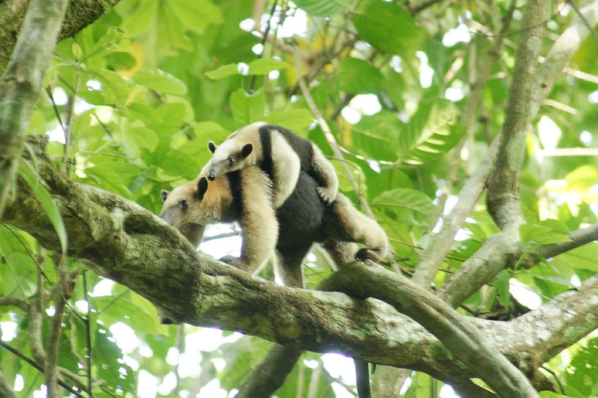 Northern tamandua (Tamandua mexicana)