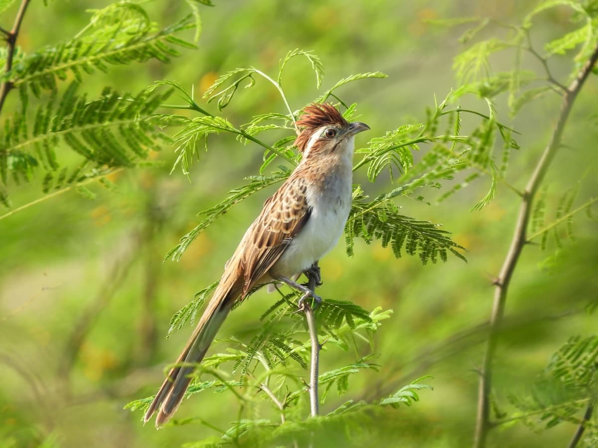 Striped cuckoo