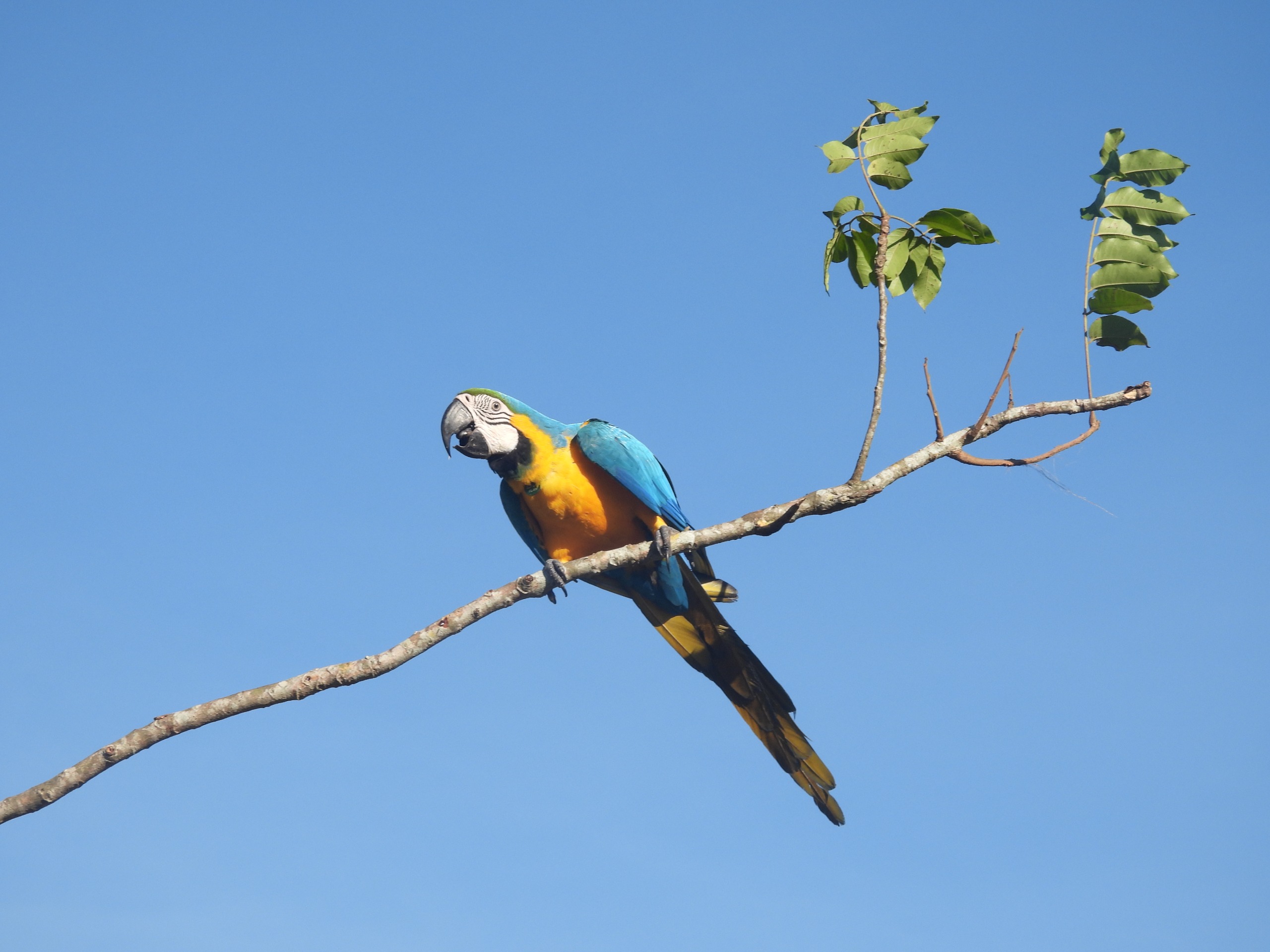 [:en]Blue and gold macaw[:]